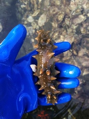 Apostichopus japonicus