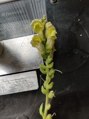 Antirrhinum majus