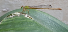 Ceriagrion coromandelianum