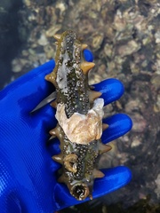 Apostichopus japonicus