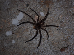 Heteropoda amphora