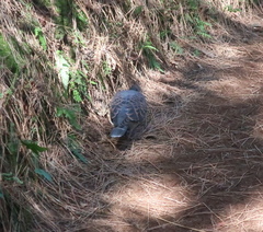 Streptopelia orientalis