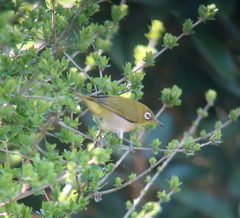 Zosterops japonicus