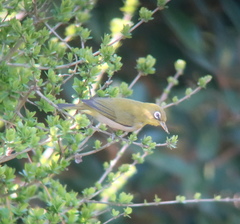 Zosterops japonicus