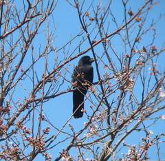 Corvus macrorhynchos