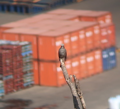 Hypsipetes amaurotis