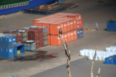 Hypsipetes amaurotis