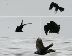 Quiscalus quiscula versicolor