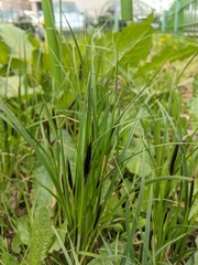 Carex acutiformis