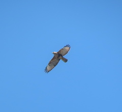 Buteo japonicus