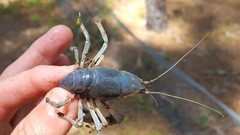 Fallicambarus houstonensis