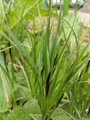 Carex acutiformis