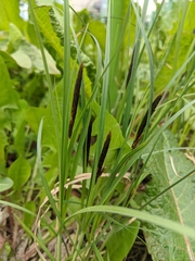 Carex acutiformis