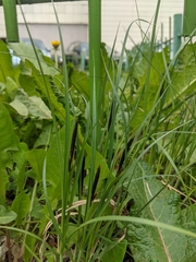 Carex acutiformis