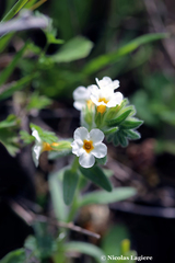 Alkanna corcyrensis