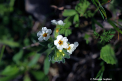 Alkanna corcyrensis