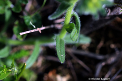 Alkanna corcyrensis