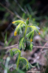Onosma graeca