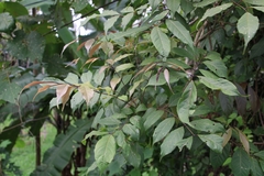 Stereospermum chelonoides