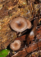 Trogia straminea
