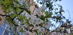 Prunus