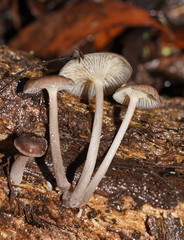 Trogia straminea