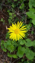 Doronicum caucasicum