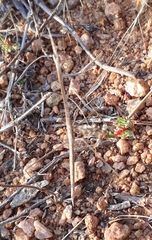 Schizocephala bicornis