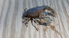 Fallicambarus houstonensis