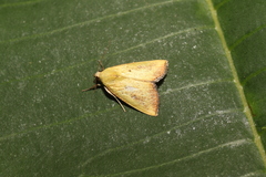 Marimatha botyoides