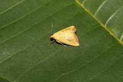 Marimatha botyoides