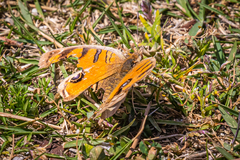 Junonia almana almana
