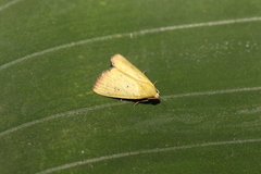 Marimatha botyoides
