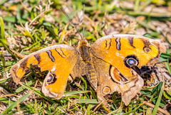 Junonia almana almana