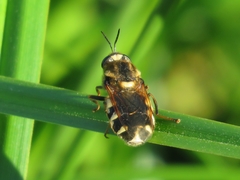 Stratiomys singularior