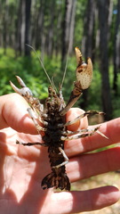 Fallicambarus houstonensis