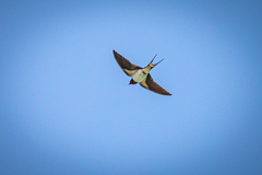 Hirundo rustica gutturalis