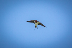 Hirundo rustica gutturalis