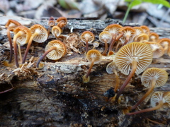 Xeromphalina campanella
