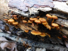 Xeromphalina campanella
