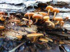 Xeromphalina campanella