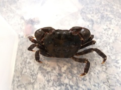 Hemigrapsus sanguineus