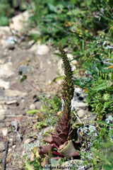 Umbilicus horizontalis