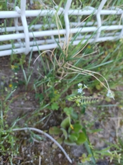 Trigonotis peduncularis