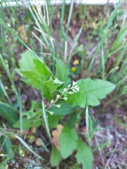 Trigonotis peduncularis