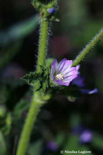 Malva nicaeensis iNat (2)