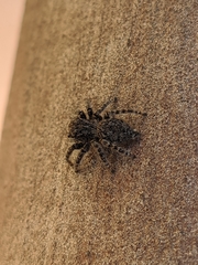 Philaeus chrysops