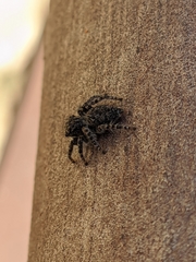 Philaeus chrysops