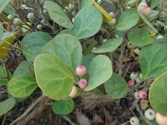 Magnoliopsida