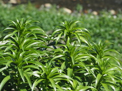 Lilium longiflorum scabrum